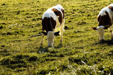 İsviçre 'deki Mont Pelerin otlağında inekler.