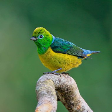 Güzel bir mavi peçeteli klorofoni resmi.