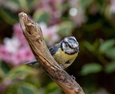 A macro shot of a Eurasian blue tit (Cyanistes caeruleus) perched on the wood