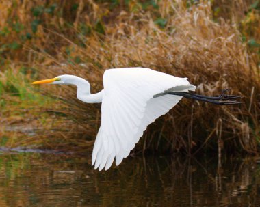 Göl üzerinde uçan beyaz balıkçıl manzarası