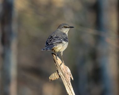 Ağaç dalında bir Kuzeyli Alaycı Kuş 'un yakın çekimi.