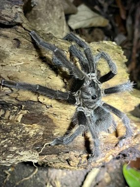 Paslı ahşap bir yüzey üzerinde katı bir Öklid örümceğinin yakın plan çekimi.