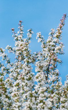 İlkbaharda açan kiraz ağacının dikey görüntüsü.