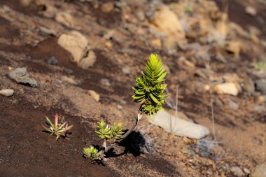 Kupaoa bitkisi, bir Dubautia türüdür ve gümüş kılıçla ilgilidir, Haleakala Ulusal Parkı, Maui, Hawaii 'deki kraterde kırmızı volkanik topraklarda yetişir.