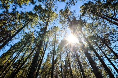 Güneşli bir günde Çok Yüksek Çam Ormanı