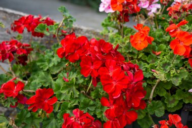 Bahçedeki kırmızı sardunyaların seçici odak noktası.