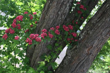 Ormanda yetişen pembe dikenli çiçeklerin manzarası.