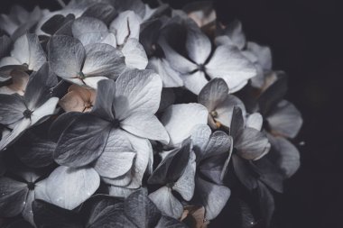 Narin beyaz ortanca (hortensiya) çiçeklerinin makro çekimi