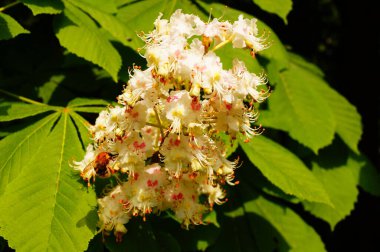 Sıradan at kestanesinin enfeksiyonu. Döllenmemiş çiçeklerin, döllendiğinde kırmızı renge dönüşen sarı noktaları vardır. İkisi de burada görülebilir..