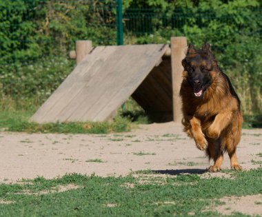 Aktif bir Alman çoban köpeği tasmasız bir parkta çimlerde koşuyor.