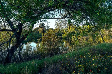 Sweetwater Zirvesi 'ndeki Morrison Gölü Bölge Parkı, San Diego, Kaliforniya