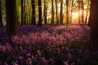 Ormanda gün batımında mor çan çiçeklerinin güzel manzarası