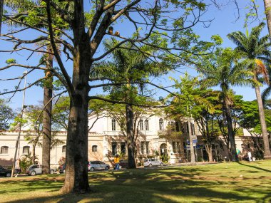 Kuş yuvalı ağaç. Belo Horizonte Meydanı 'nda. Arka planda askeri polis kışlası var..