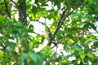 Bir ağacın dalına konmuş bir meyve güvercini yakın plan çekimi.