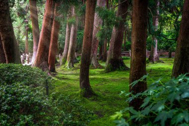 Yazın San Francisco 'daki Japon Bahçesi