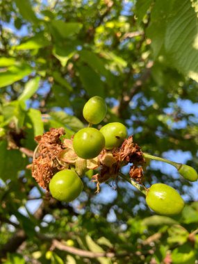 Ağaçtaki olgunlaşmamış kirazların yumuşak odağı