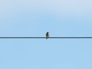 Mavi gökyüzüne karşı açık hava kablosuna tünemiş bir ağaç pipit kuşunun yakın çekim görüntüsü.