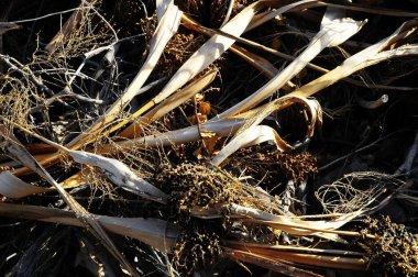 Sonbaharda Kahverengi Çimen Bitkisi dokusu