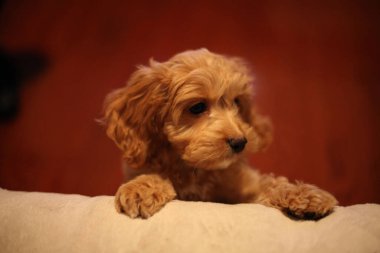 Kanepede altın renkli bir köpek.