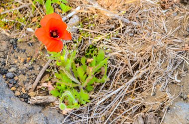 Vahşi zeminde kırmızı haşhaş çiçek