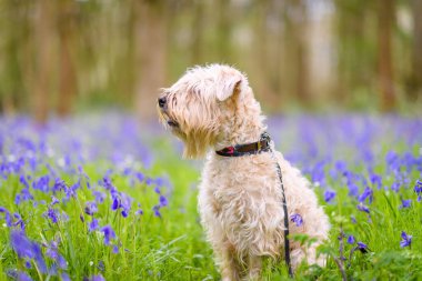İrlanda usulü yumuşak saçlı buğday teriyeri köpeğinin güzel bir resmi. Parkta çimlerin üzerinde oturuyor ve mavi çiçekler arka planda.