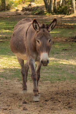 Tarlada duran bir eşek, portre.