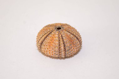 Karadeniz kestanesi kabuğu, beyaz arkaplan izole iskelet