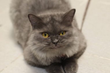 Sevimli İngiliz Shorthair 'in kameraya bakarken çekilmiş seçici bir odak görüntüsü.