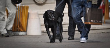 Güneşli bir günde sokakta siyah bir Labrador köpeği tasmasıyla dolaşan bir erkek.