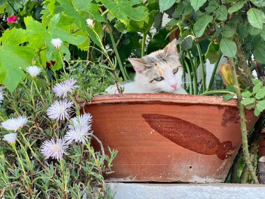 Bahçedeki bir saksının içinde dinlenen kedinin yakın çekimi.