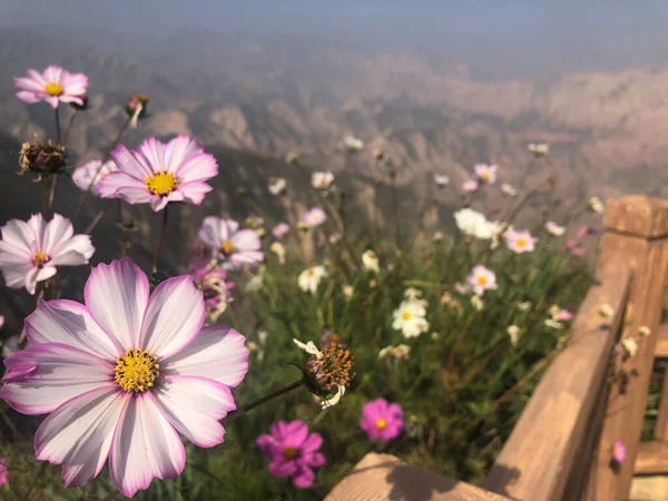 Closeup Shot Pink Cosmos Flowers View Cliffs Gansu Province China — Stock Photo, Image