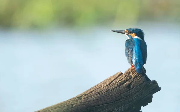 スリランカの木の枝に青いカワセミの鳥の風景 — ストック写真