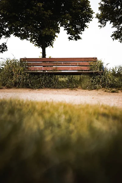 Selective Focus Shot Wooden Bench Front Green Tree Grass Growing — Stock Photo, Image