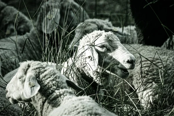 Een Kudde Schapen Een Weiland Overdag Infrarood — Stockfoto