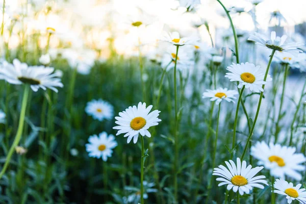 艳阳天 美丽的白色雏菊在夏日的草地上生长 — 图库照片