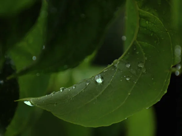 Gros Plan Une Feuille Arbre Vert Avec Des Gouttes Eau — Photo