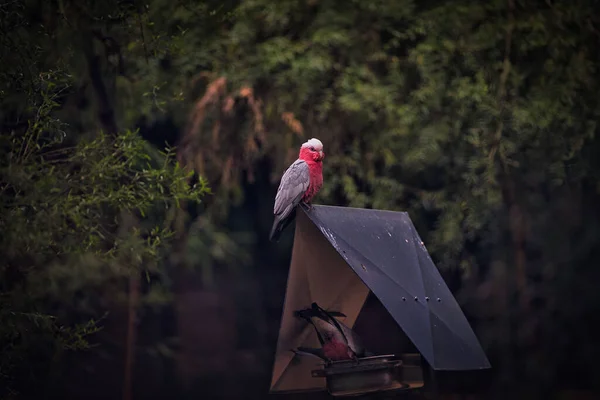 Açık Havada Kuş Yemliğinin Üzerinde Oturan Pembe Bir Papağan Resmi — Stok fotoğraf