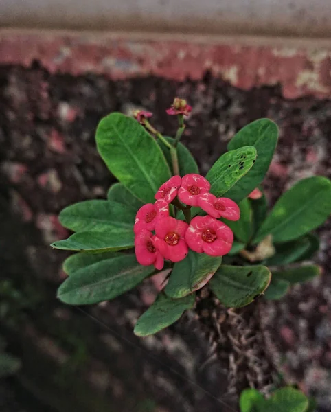 식물의 면류관 오비아 Euphorbia 장식용으로 인기있는 부적이다 가시의 면류관은 식물로서 — 스톡 사진