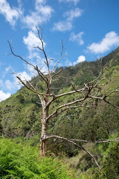 澄んだ空の下で森の中で死んだ木の垂直ショット — ストック写真