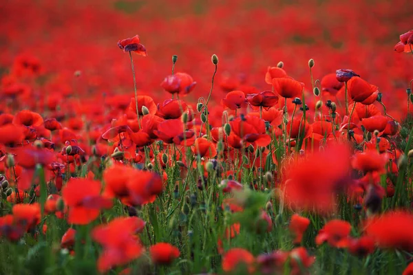 田间盛开的红色罂粟花的选择性集中拍摄 — 图库照片
