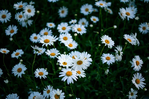 Die Schönen Weißen Gänseblümchen Die Einem Sonnigen Tag Auf Einer — Stockfoto