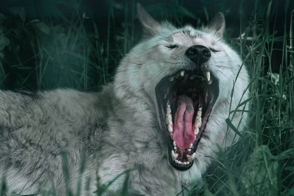 Een Close Shot Van Een Mooie Witte Wolf Geopende Muis — Stockfoto