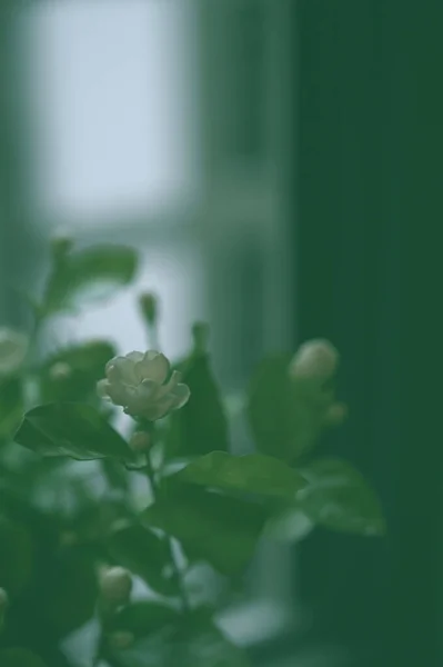 Closeup Blooming Jasmine Flower Green Light — Stock Photo, Image