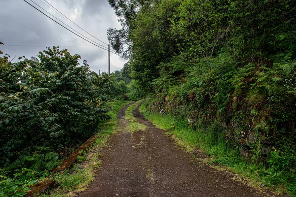 Camino Tierra Medio Bosque Clima Nublado — Foto de Stock