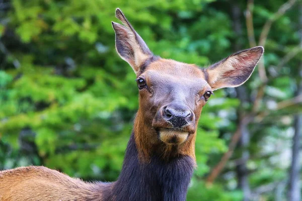 Closeup Shot Dark Brown Fallow Deer Face — Stock Photo, Image
