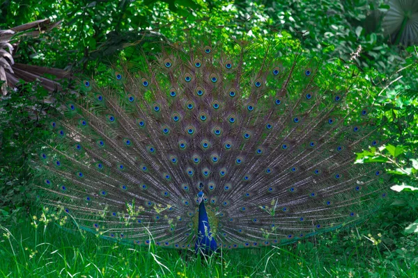 Scenic View Peafowl Beautiful Tail Park Surrounded Green Vegetation — Stock Photo, Image