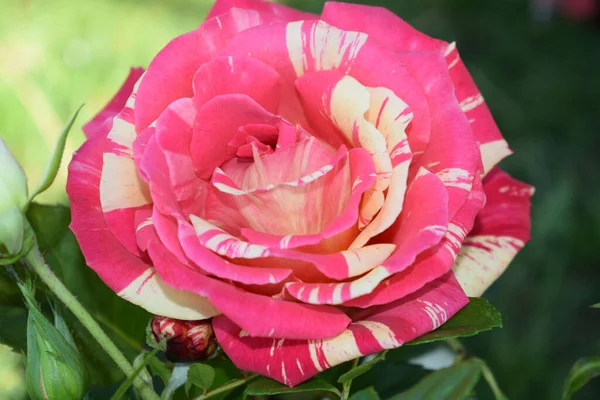 Primer Plano Rosa Papageno Jardín — Foto de Stock