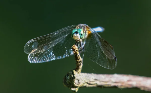 Nahaufnahme Einer Libelle Über Einem Kleinen Ast Auf Verschwommenem Hintergrund — Stockfoto