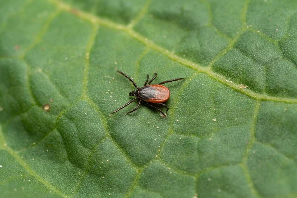 Una Macro Toma Una Garrapata Chupasangre Pie Sobre Una Hoja —  Fotos de Stock