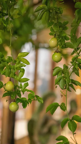 Vertikal Bild Apelsiner Bland Trädets Gröna Blad — Stockfoto